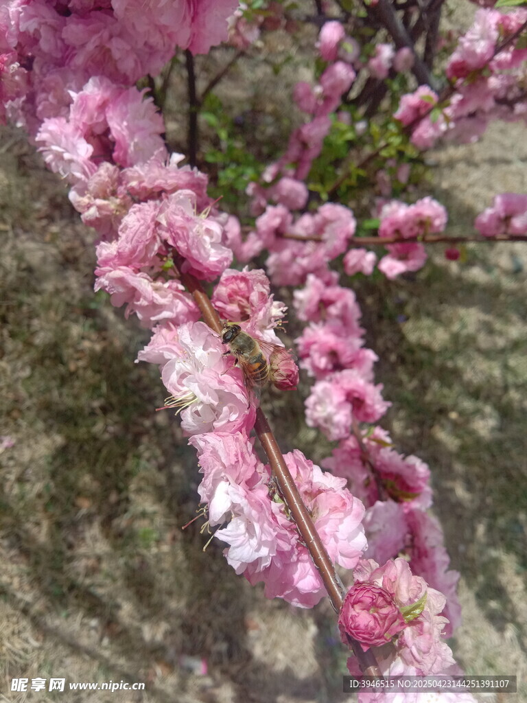 粉嫩桃花枝