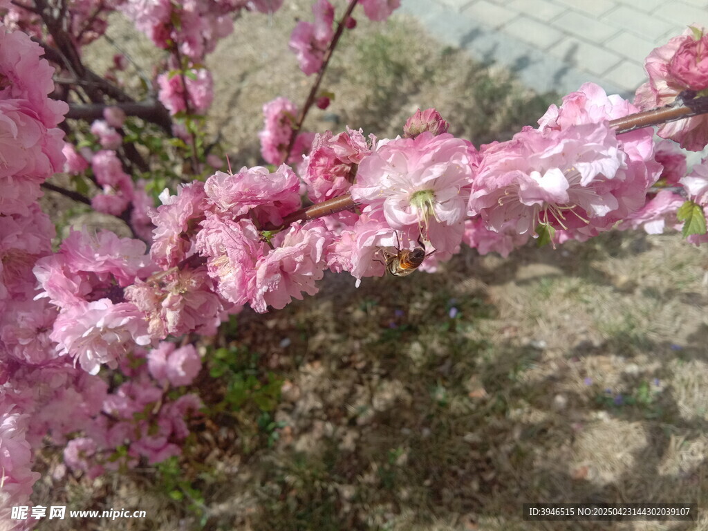 枝头绽放的粉嫩桃花