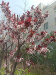 重瓣榆叶梅 红色花朵和白色花朵