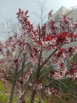 重瓣榆叶梅 红色花朵和白色花朵