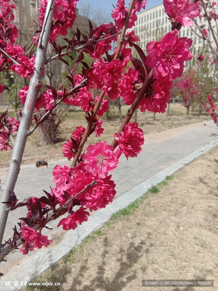 红叶碧桃