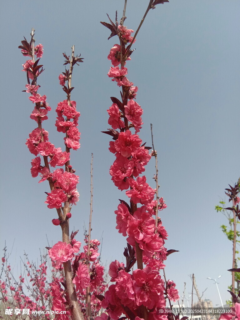 艳丽桃花绽放枝头