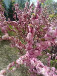 重瓣榆叶梅 粉色花朵