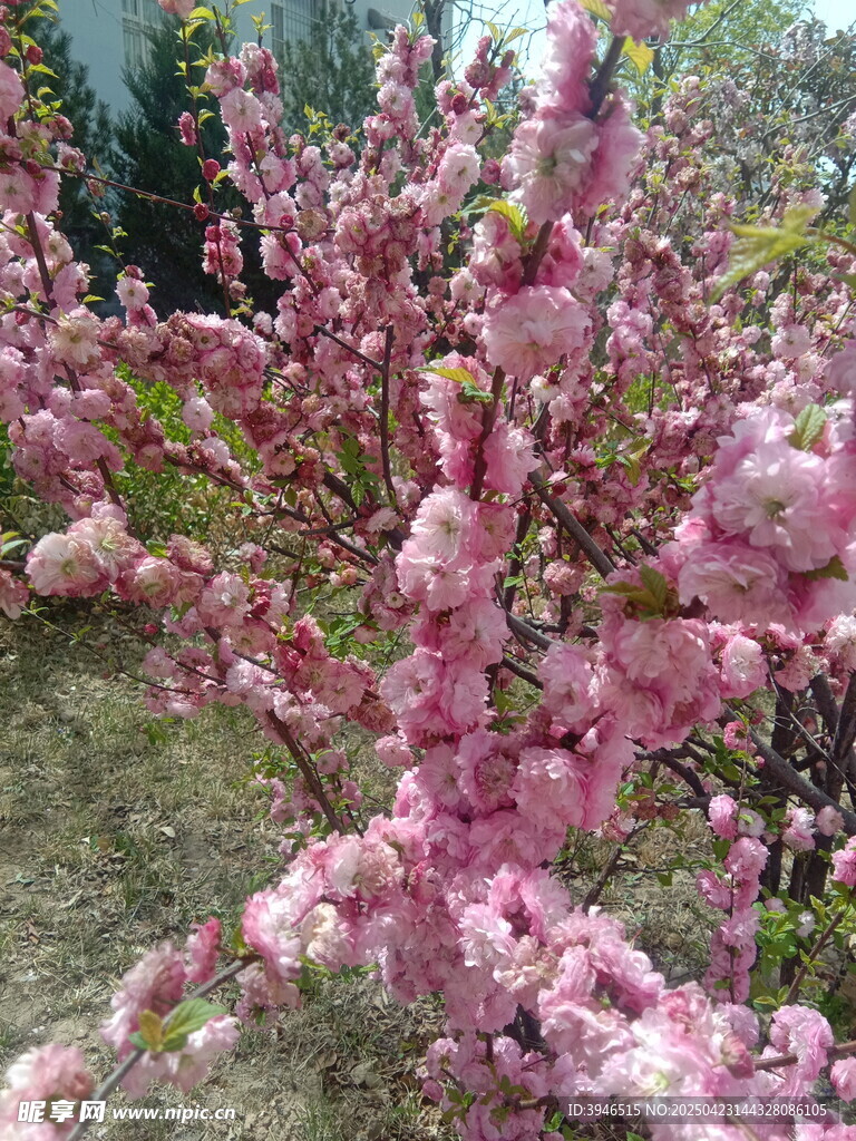 重瓣榆叶梅 粉色花朵