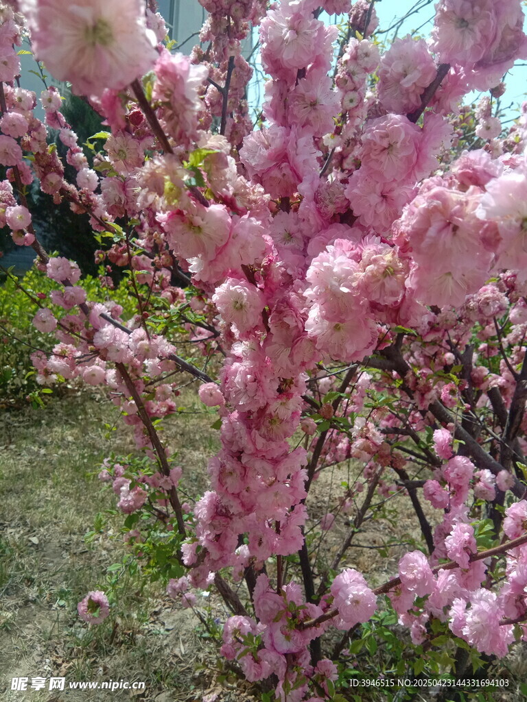 重瓣榆叶梅 盛开的粉色花朵