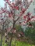 重瓣榆叶梅 白色花朵