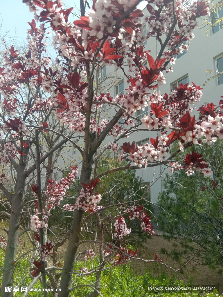 重瓣榆叶梅 白色花朵