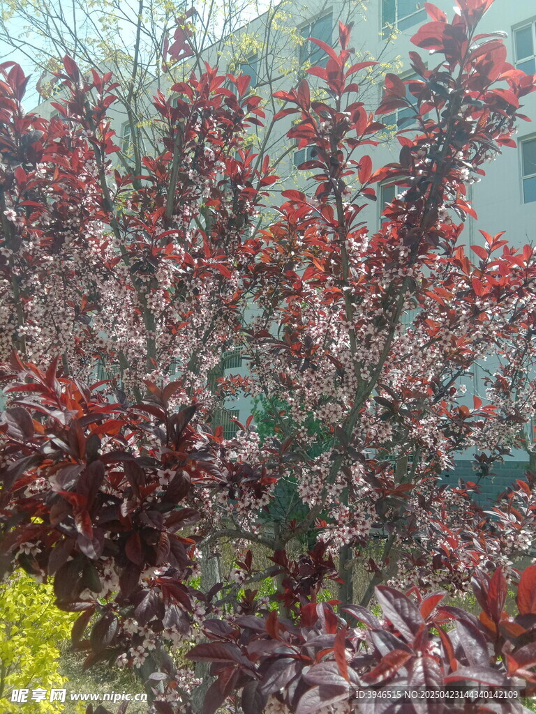 红叶李繁花盛开景象
