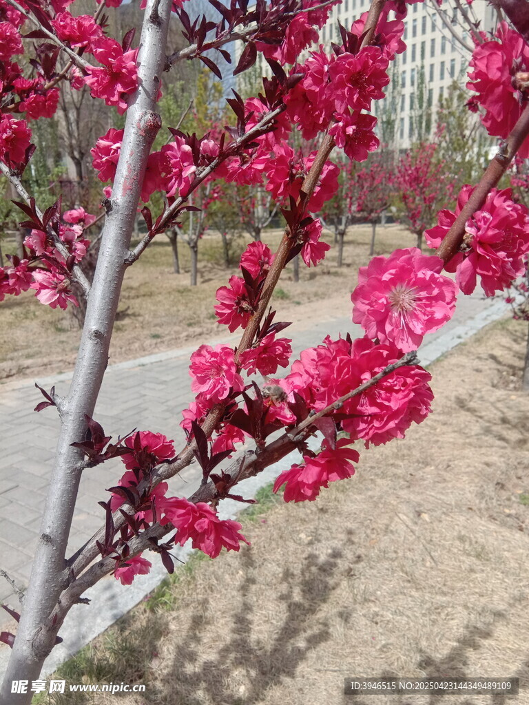 枝头绽放的艳丽红桃花