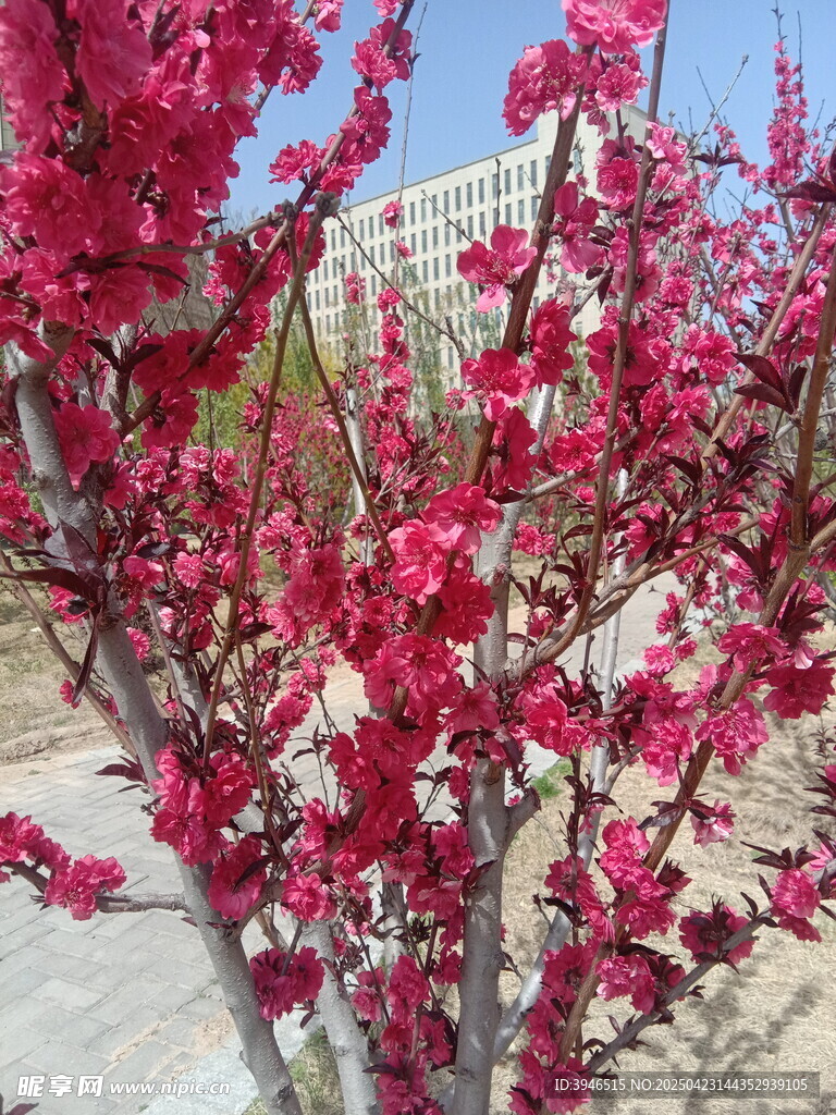 艳丽的红花