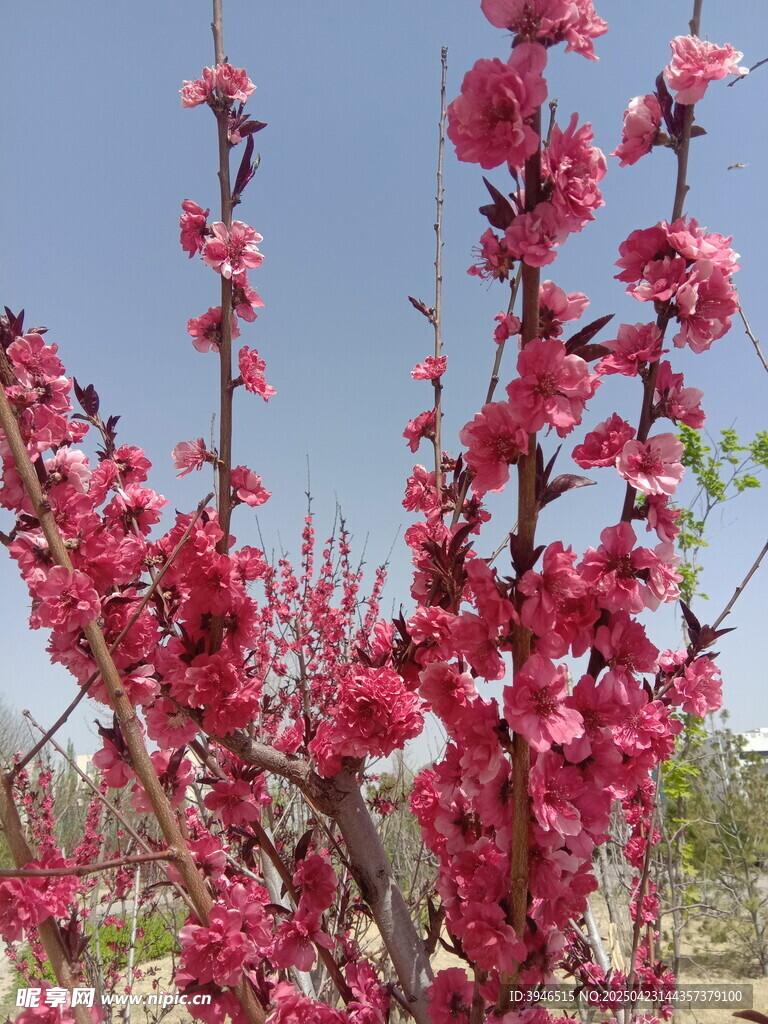 盛开的艳丽粉色桃花