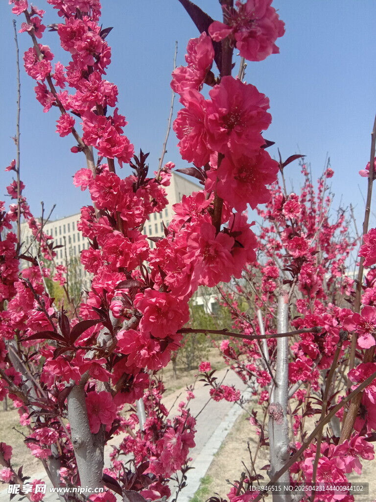 盛开的艳丽粉色桃花