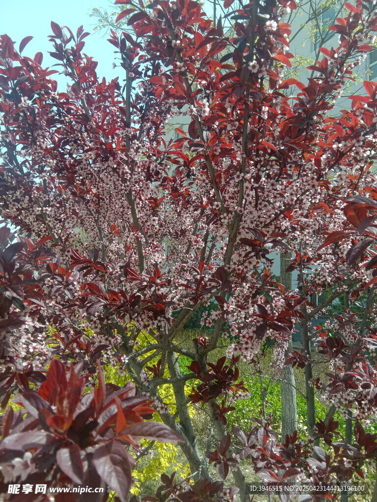 重瓣榆叶梅 满枝花朵