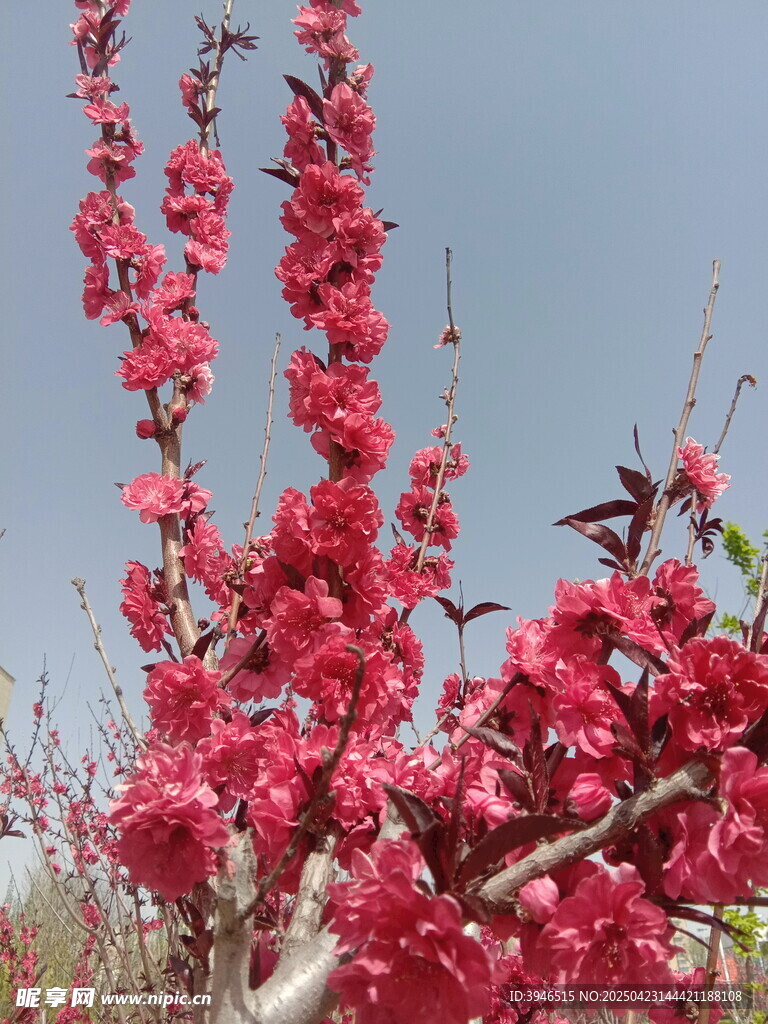 娇艳盛开的粉色桃花树