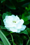 栀子花