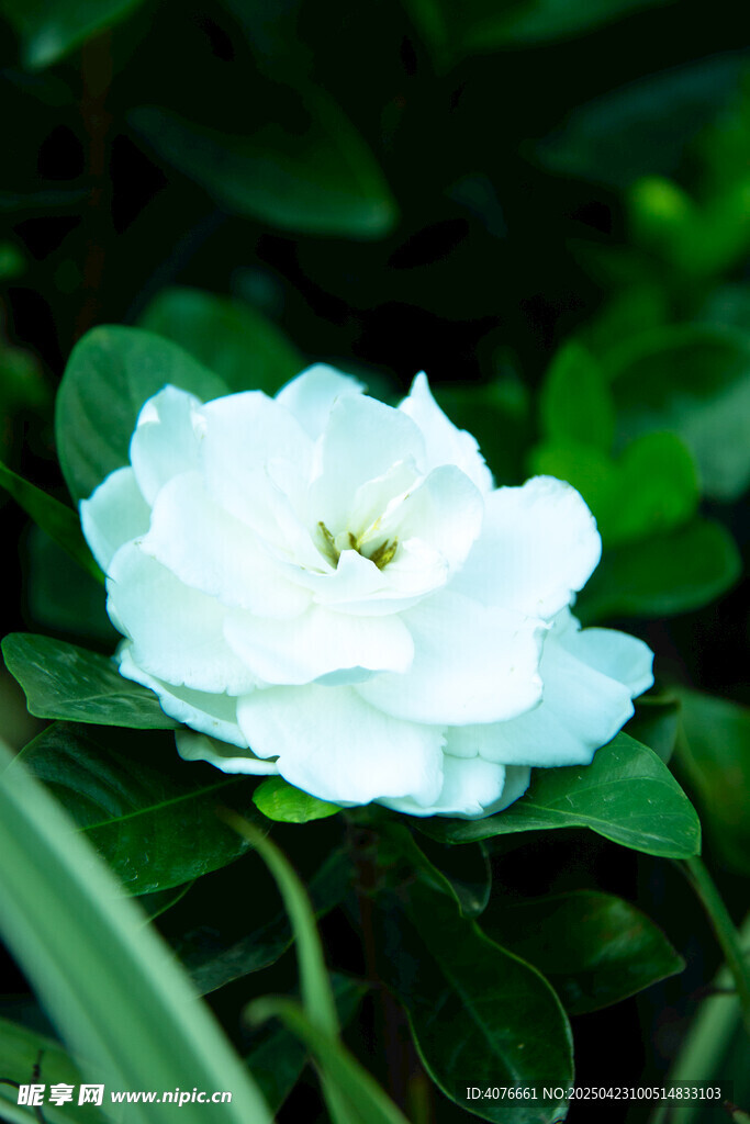 栀子花