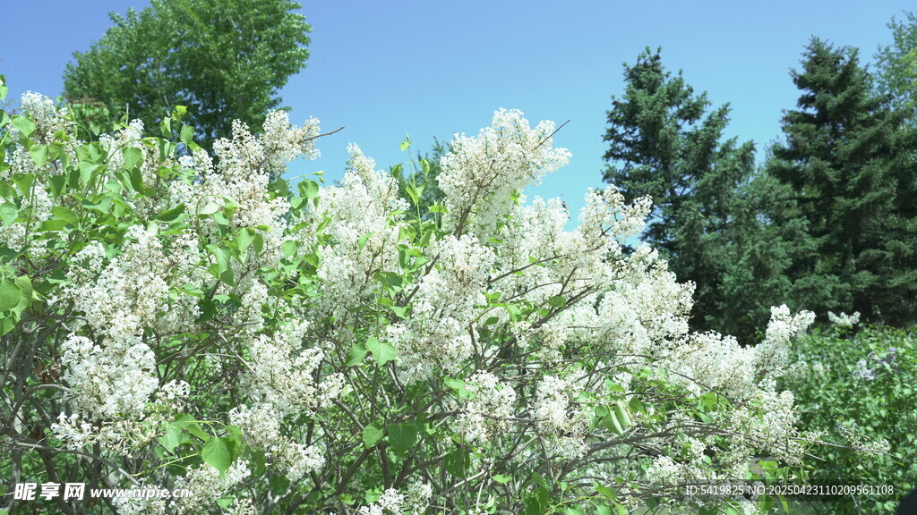 白色丁香花