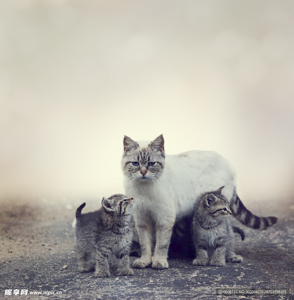 三只猫咪温馨同框