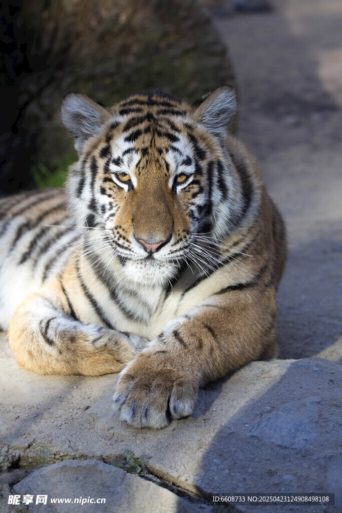 卧于石上的威武斑斓猛虎