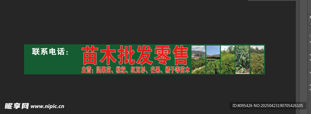 坚果苗 门头 苗木