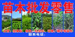 苗木批发 门头 坚果 芒果
