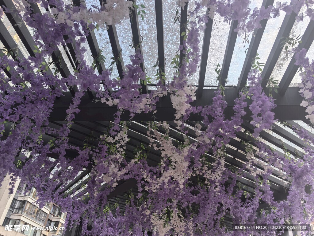 紫藤花垂挂于木质花架