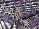 梦幻紫藤花架美景