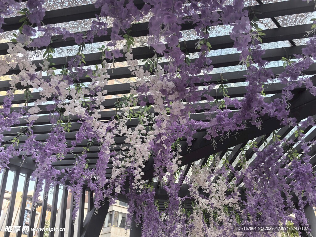 梦幻紫藤花架美景