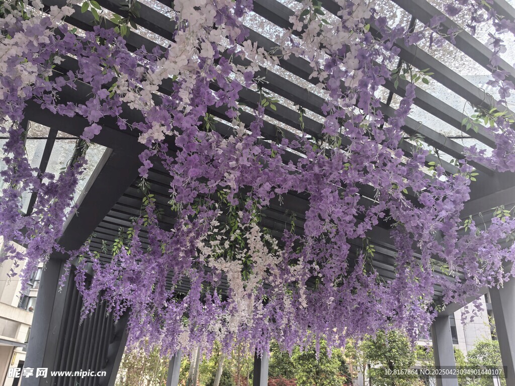 紫藤花垂挂的浪漫景致
