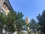 城市中绿树环绕的建筑景观