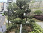 城市路边绿植景观