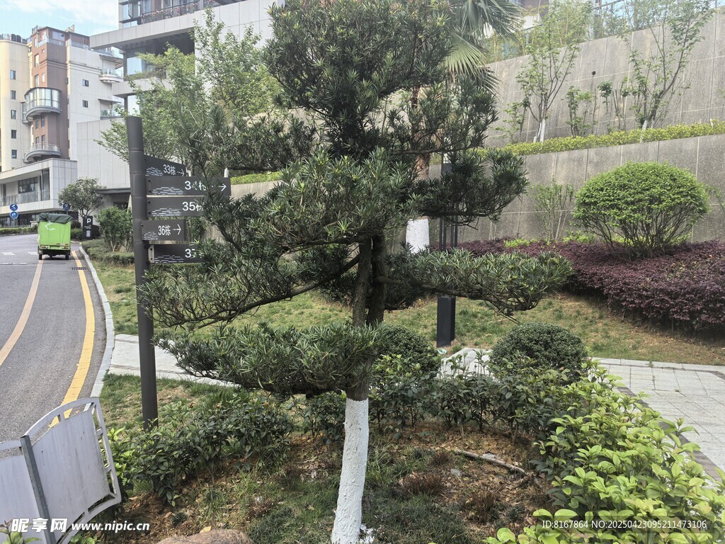 城市路边绿植景观