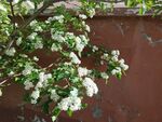 枝头绽放的白色花朵 山楂花