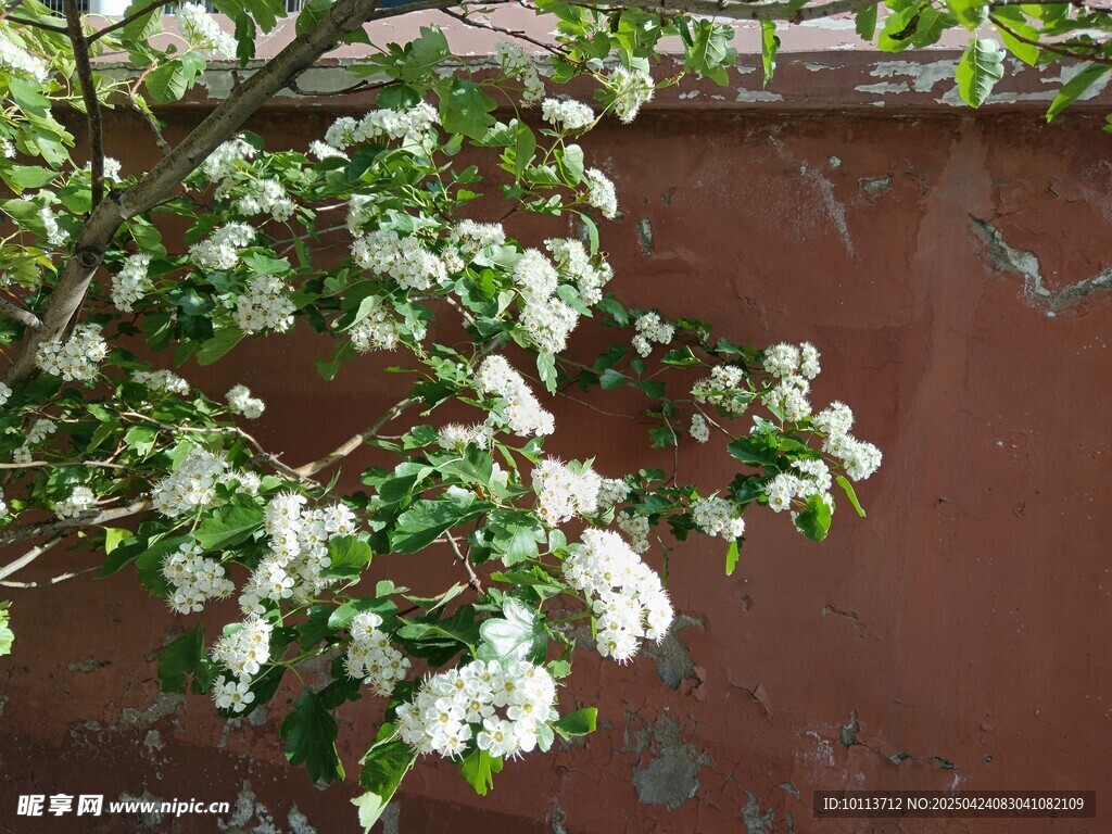 枝头绽放的白色花朵 山楂花