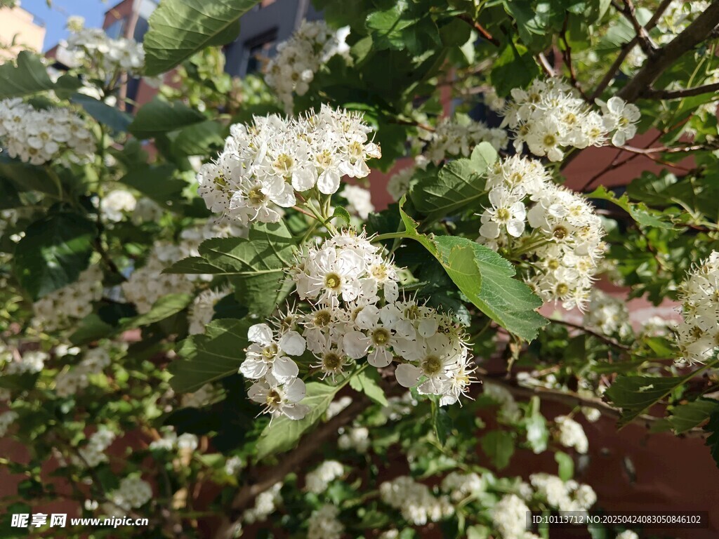 洁白繁花绽放枝头 山楂花