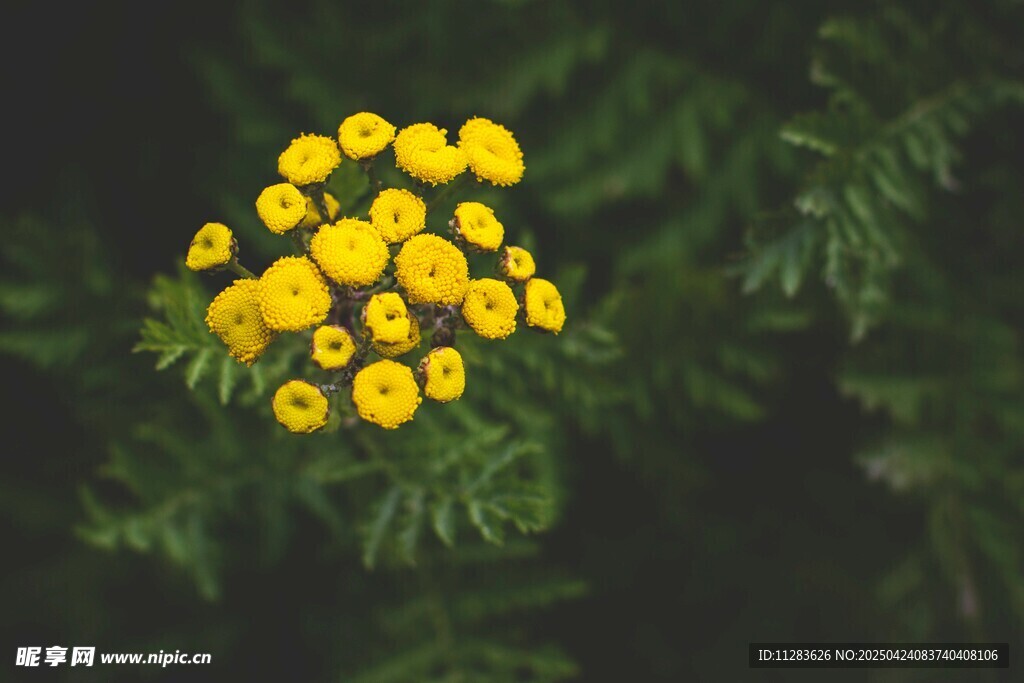 黄色小花