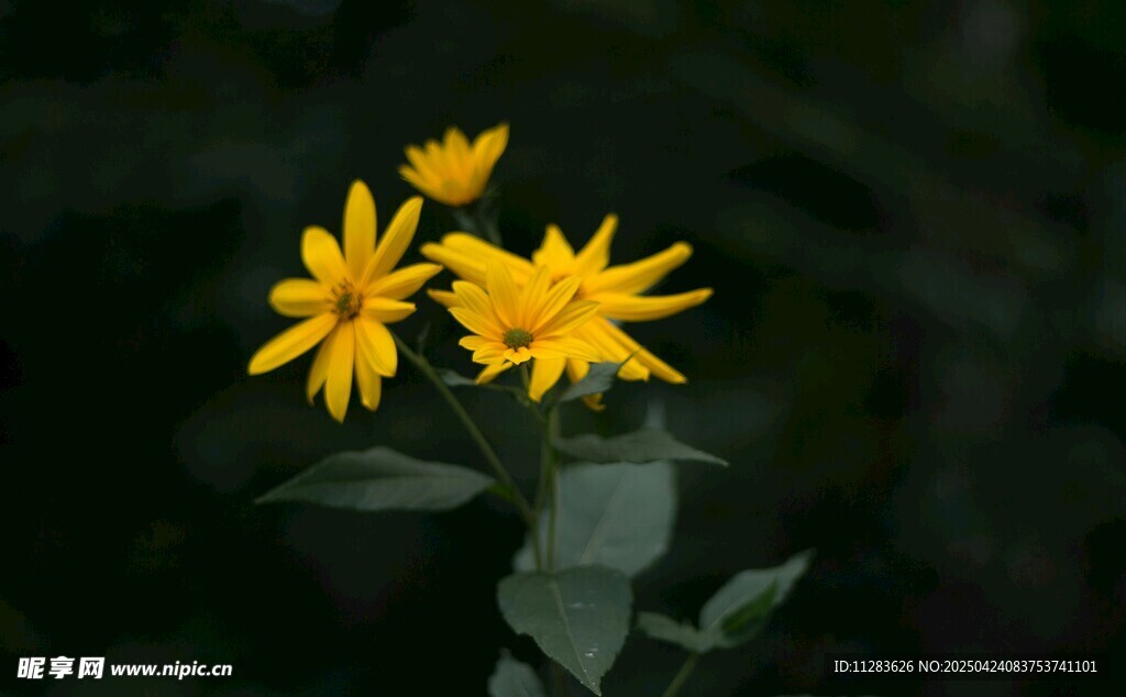 黄色小花绽放