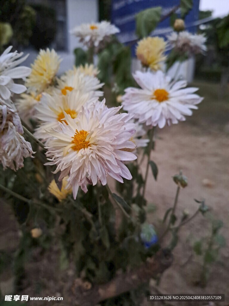 清新雏菊