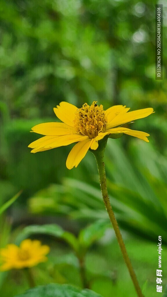 黄色小花