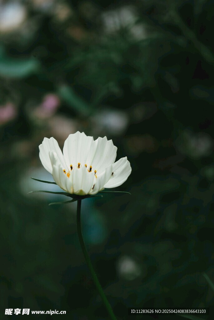 洁白小花