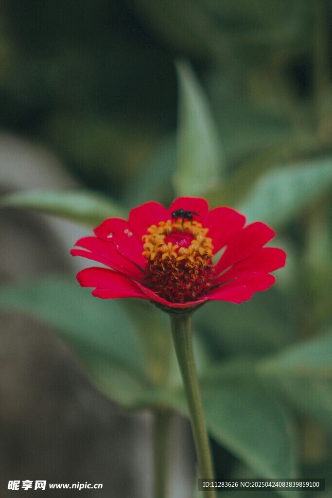 娇艳红花朵绽放生机