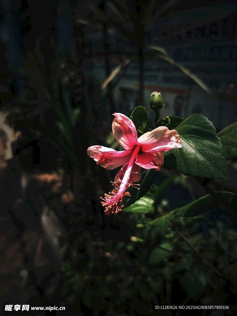 娇艳木槿花