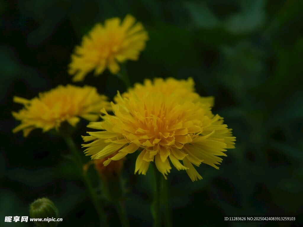 花朵摄影