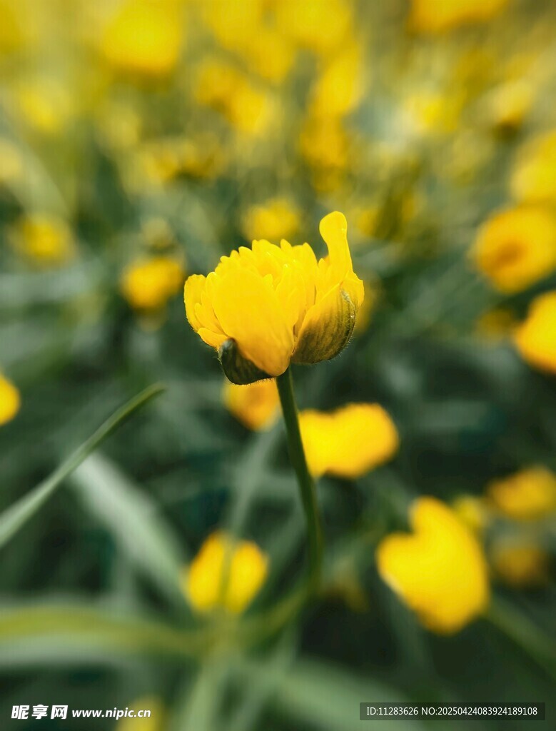 黄色小花