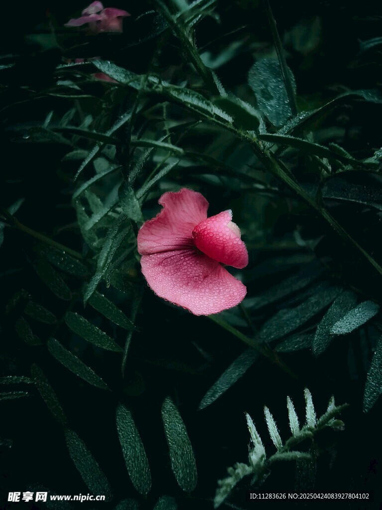 娇艳粉花