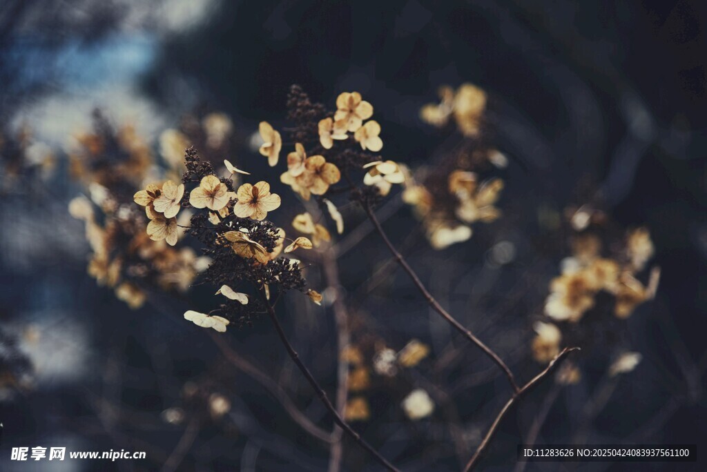 美丽小花