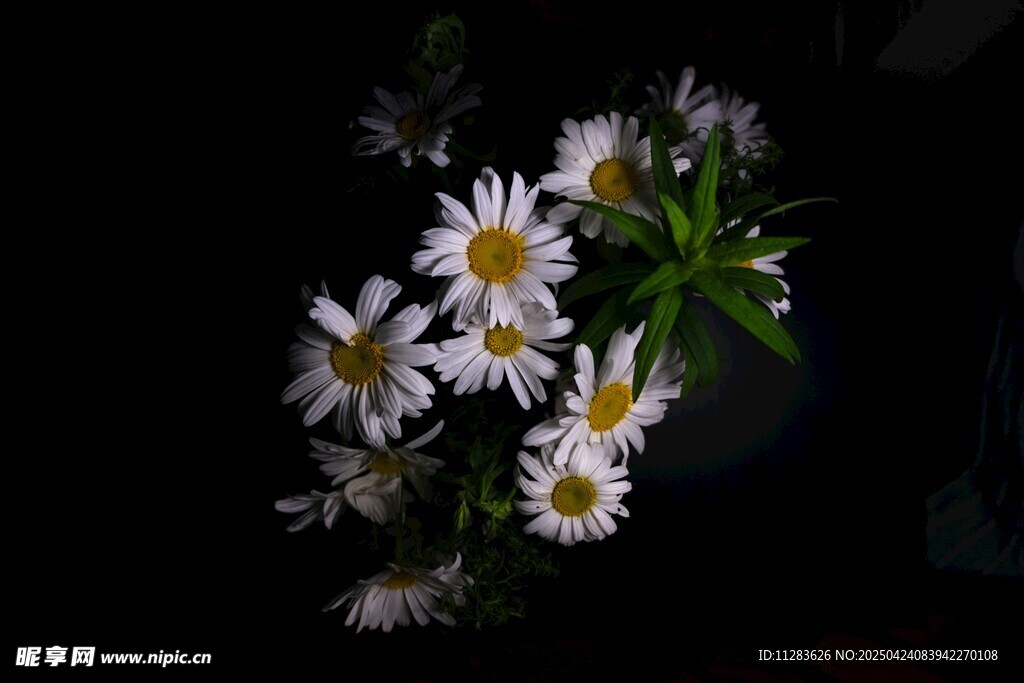 清新小雏菊