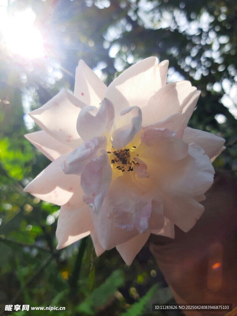 白色娇艳花朵
