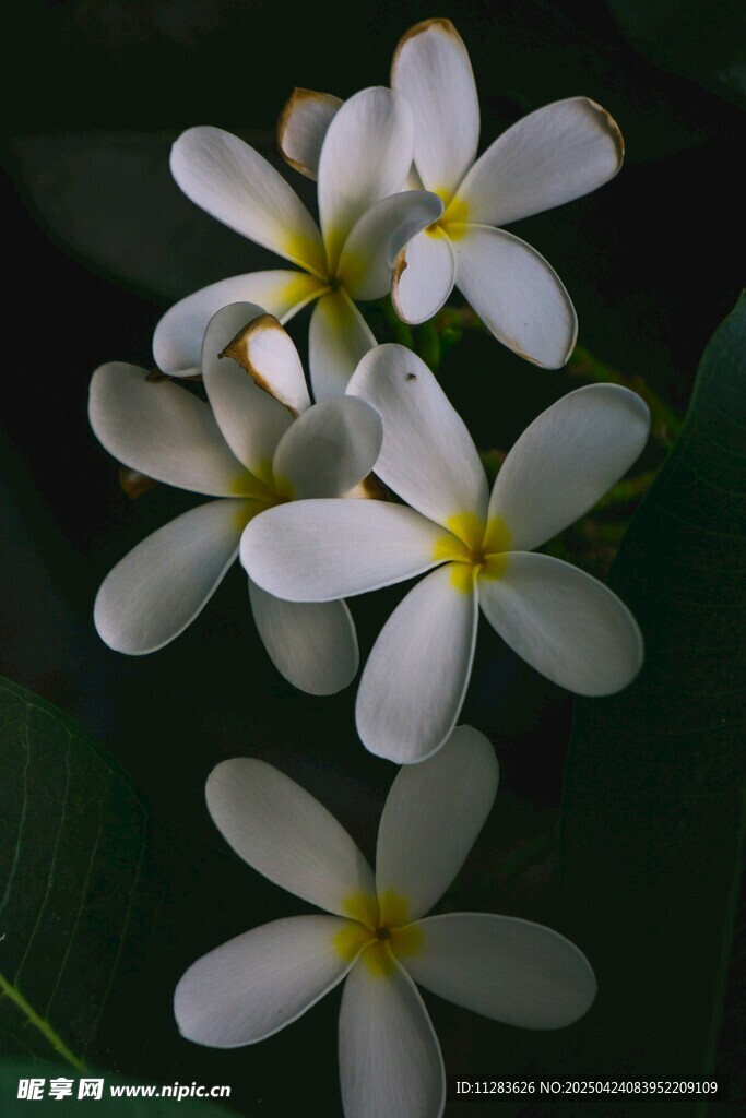 素雅鸡蛋花