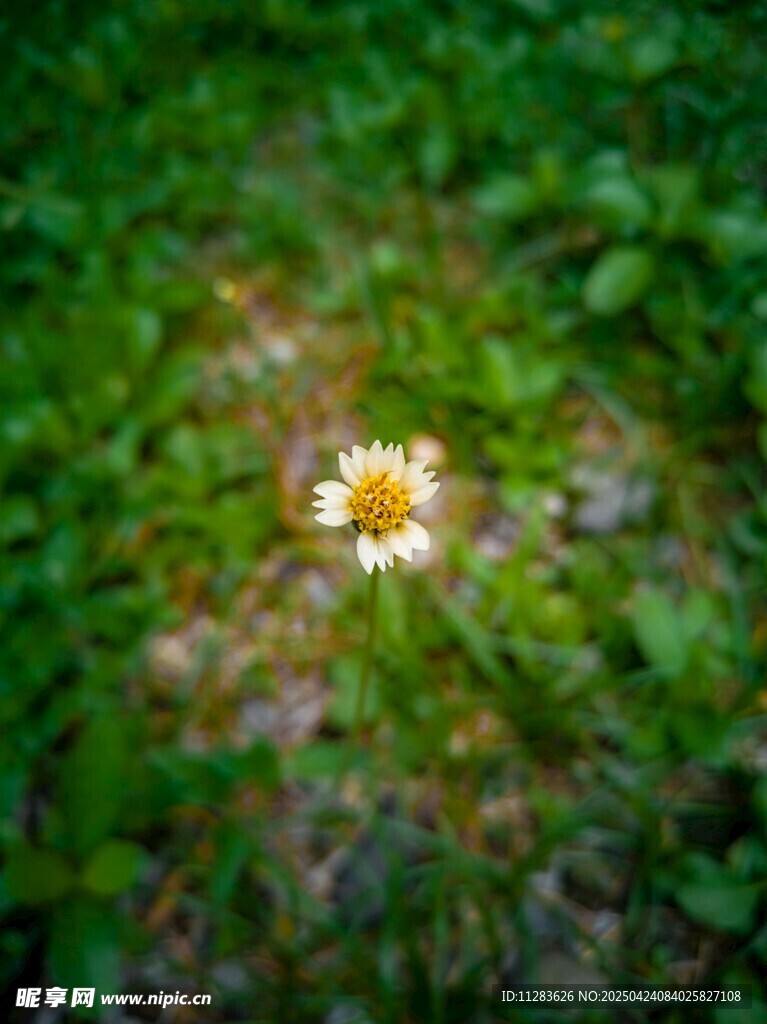 小黄花